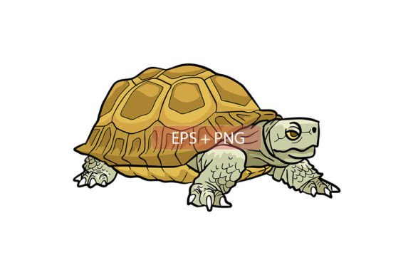 Tortoise Animal Illustration: A Designer's Guide to This Charming Asset