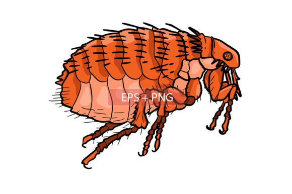 Unlocking Creative Potential with Flea Insect Animal Illustration